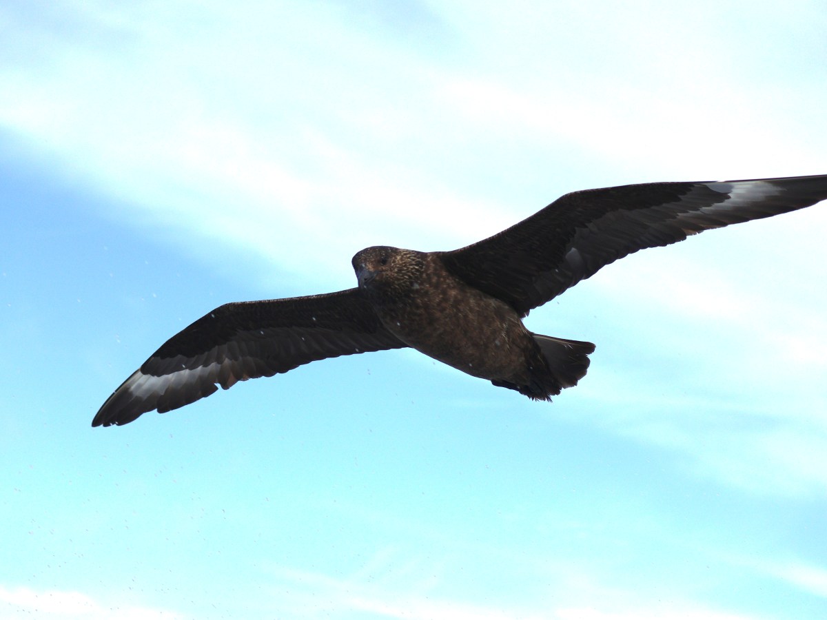 Bonkers Bonxies and Greedy&nbsp;Gannets