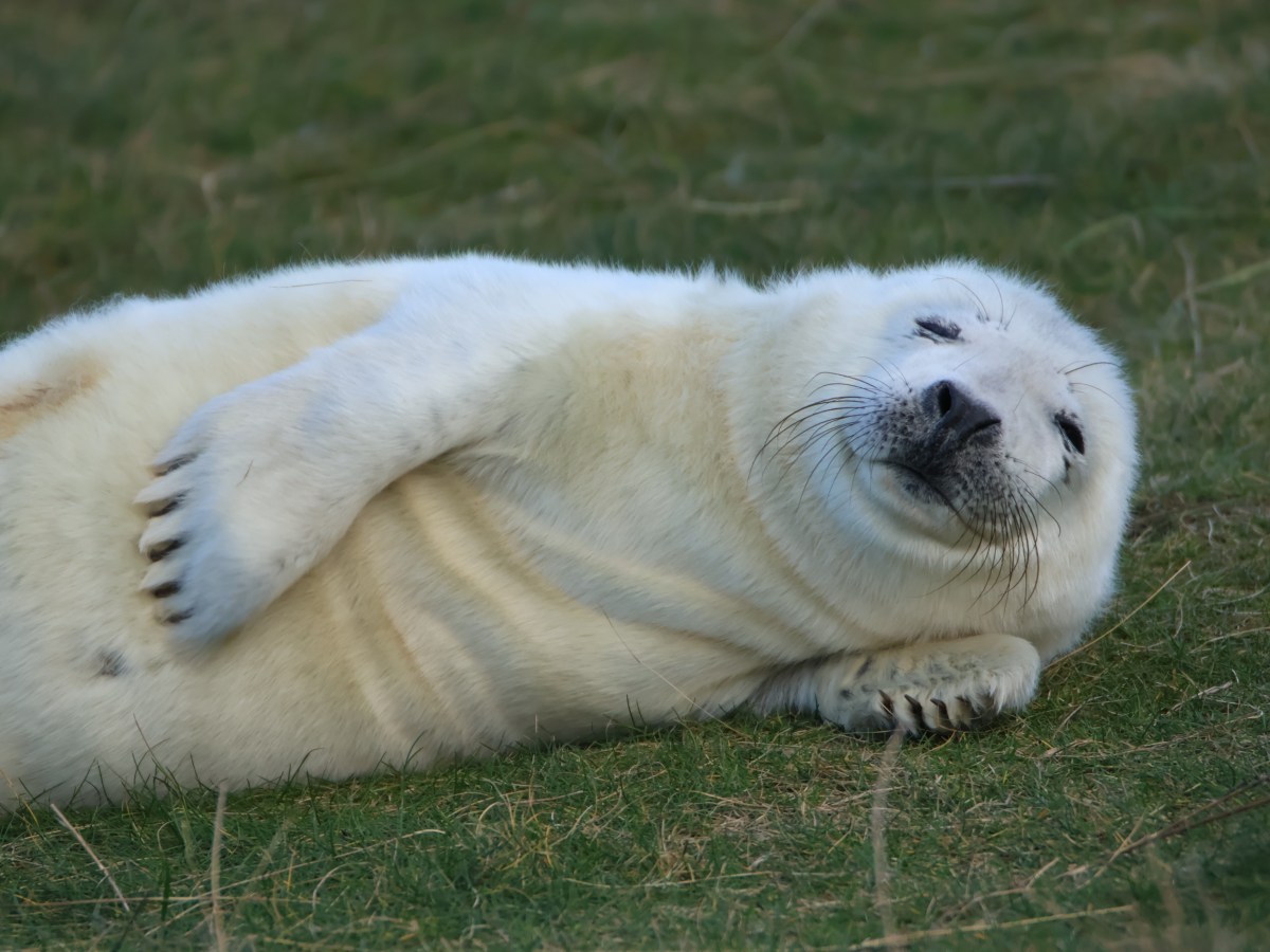 Seal Pup Season