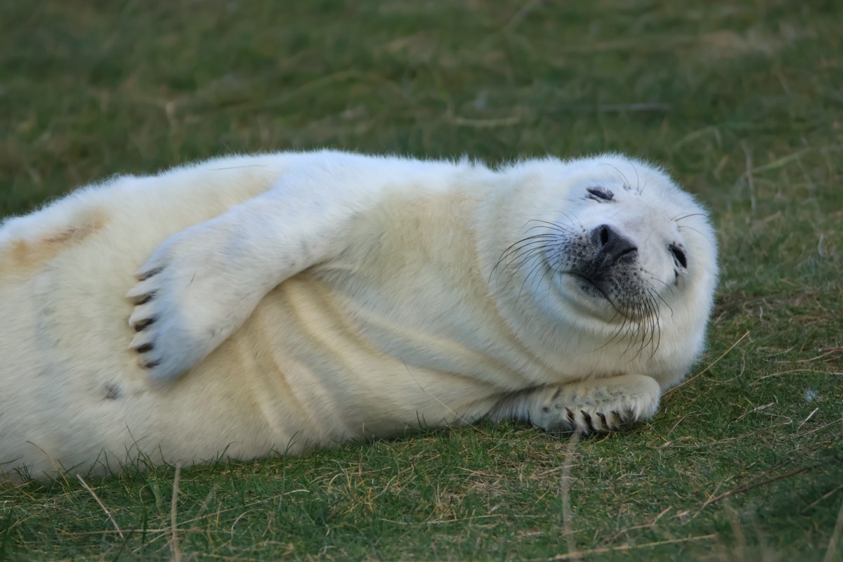Seal Pup Season