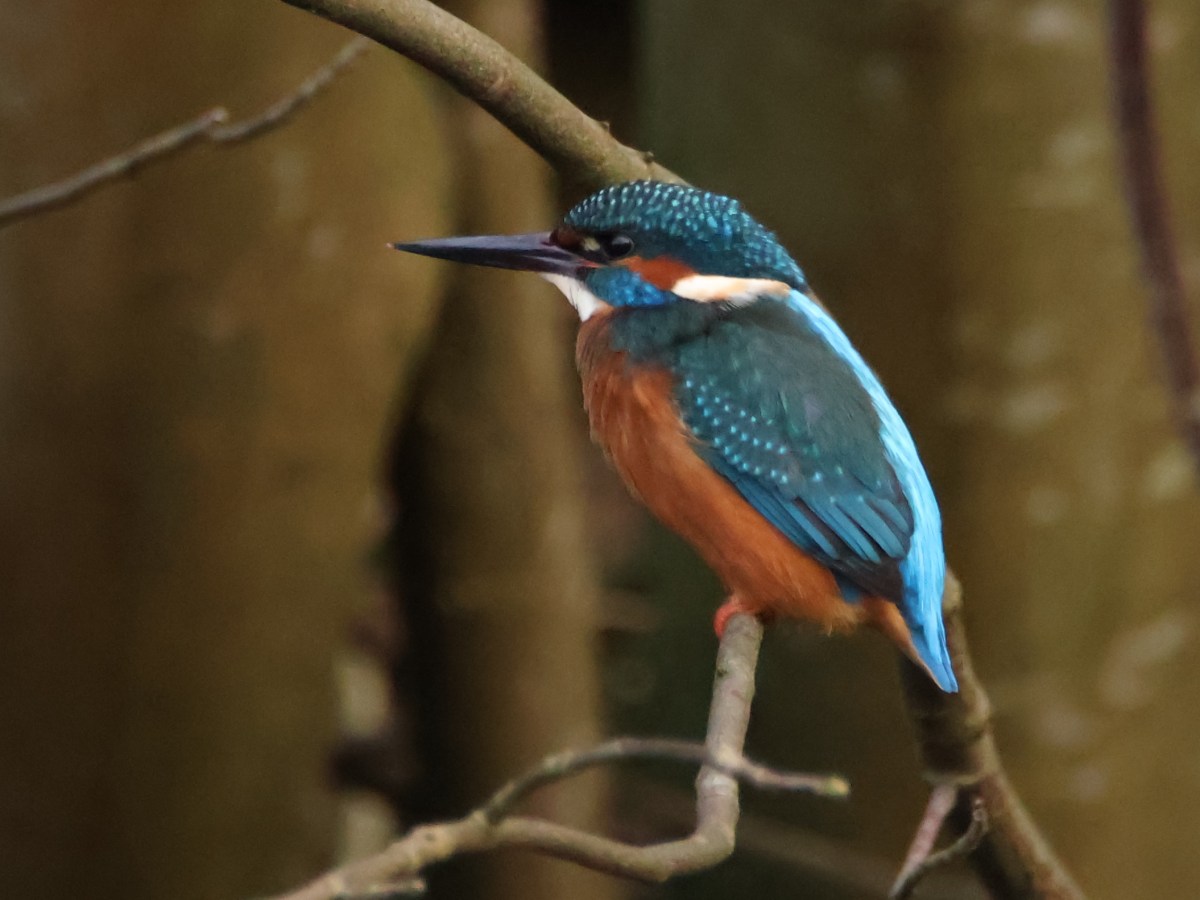 Christmas Kingfisher