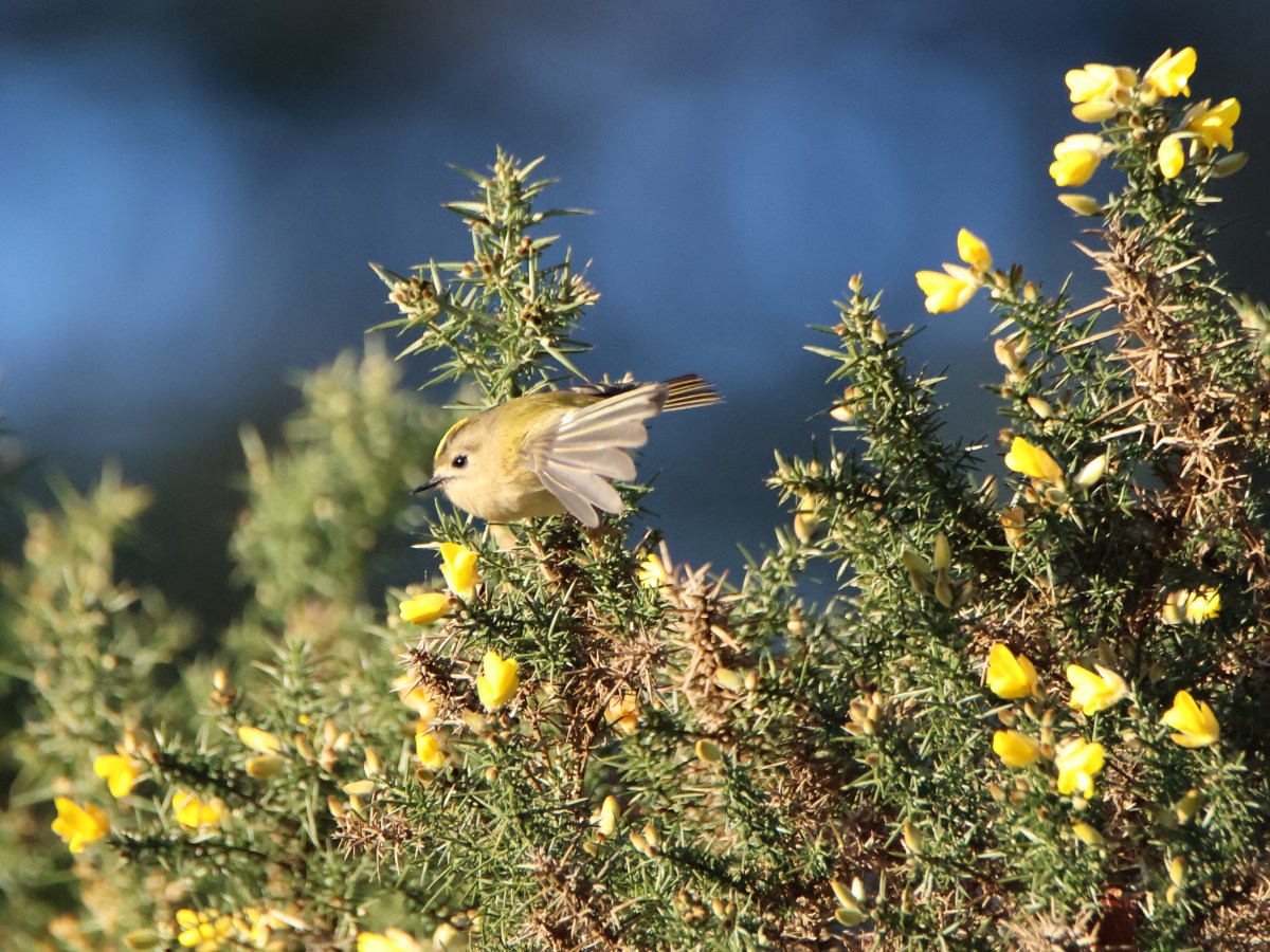 Winter Wander Wonders