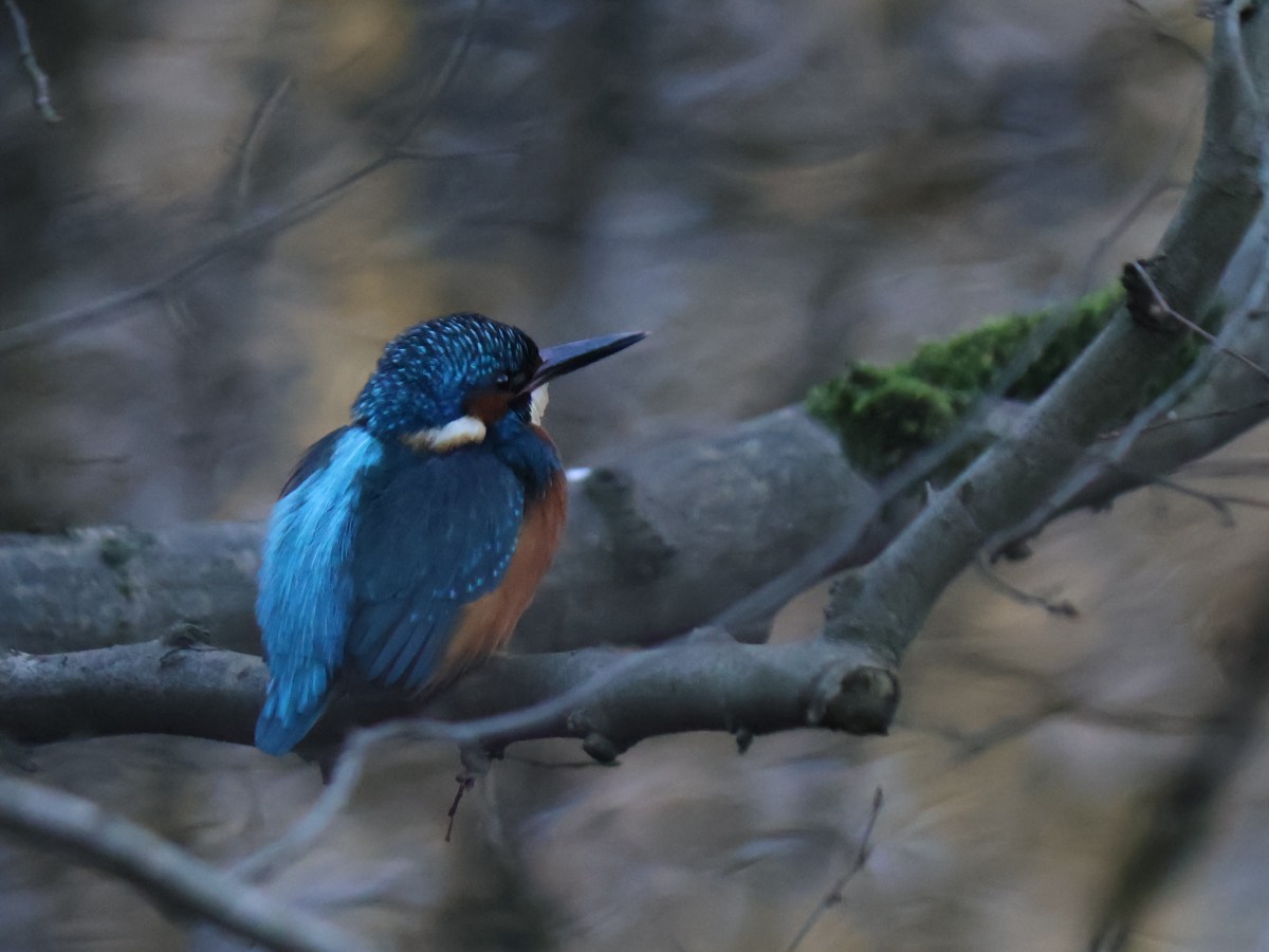 Kevin the Kelvin&nbsp;Kingfisher