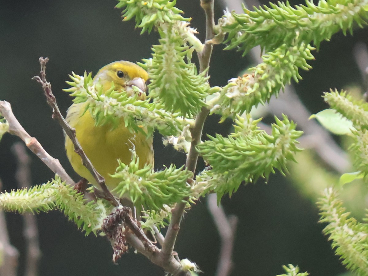 Tenerife birds and&nbsp;butterflies