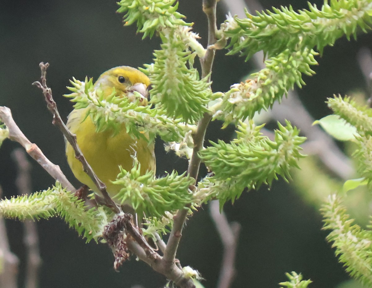 Tenerife birds and&nbsp;butterflies