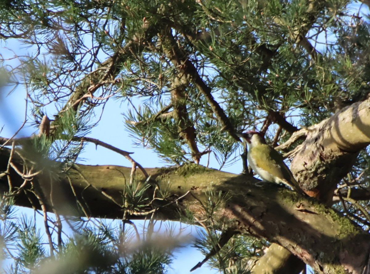 Wonderful Woodpeckers!