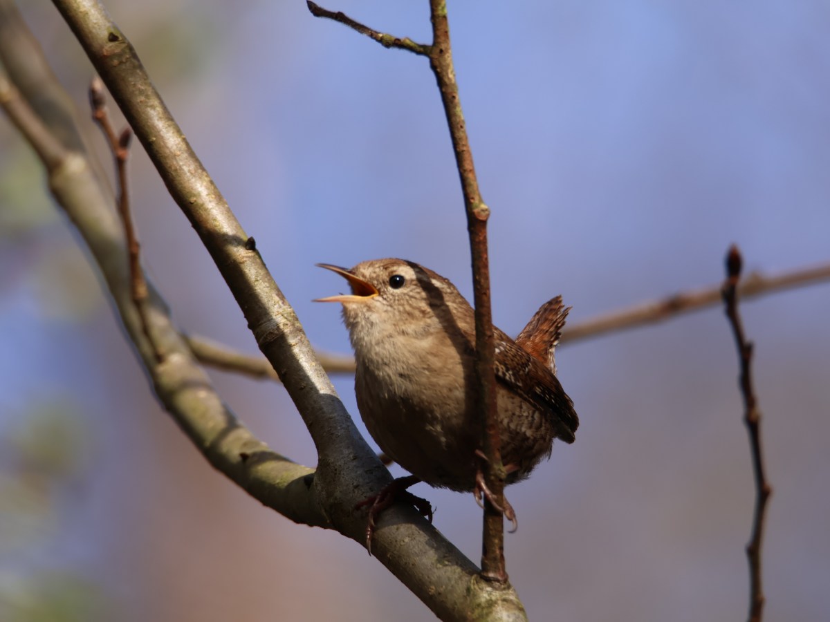 Idyllic Spring Mornings