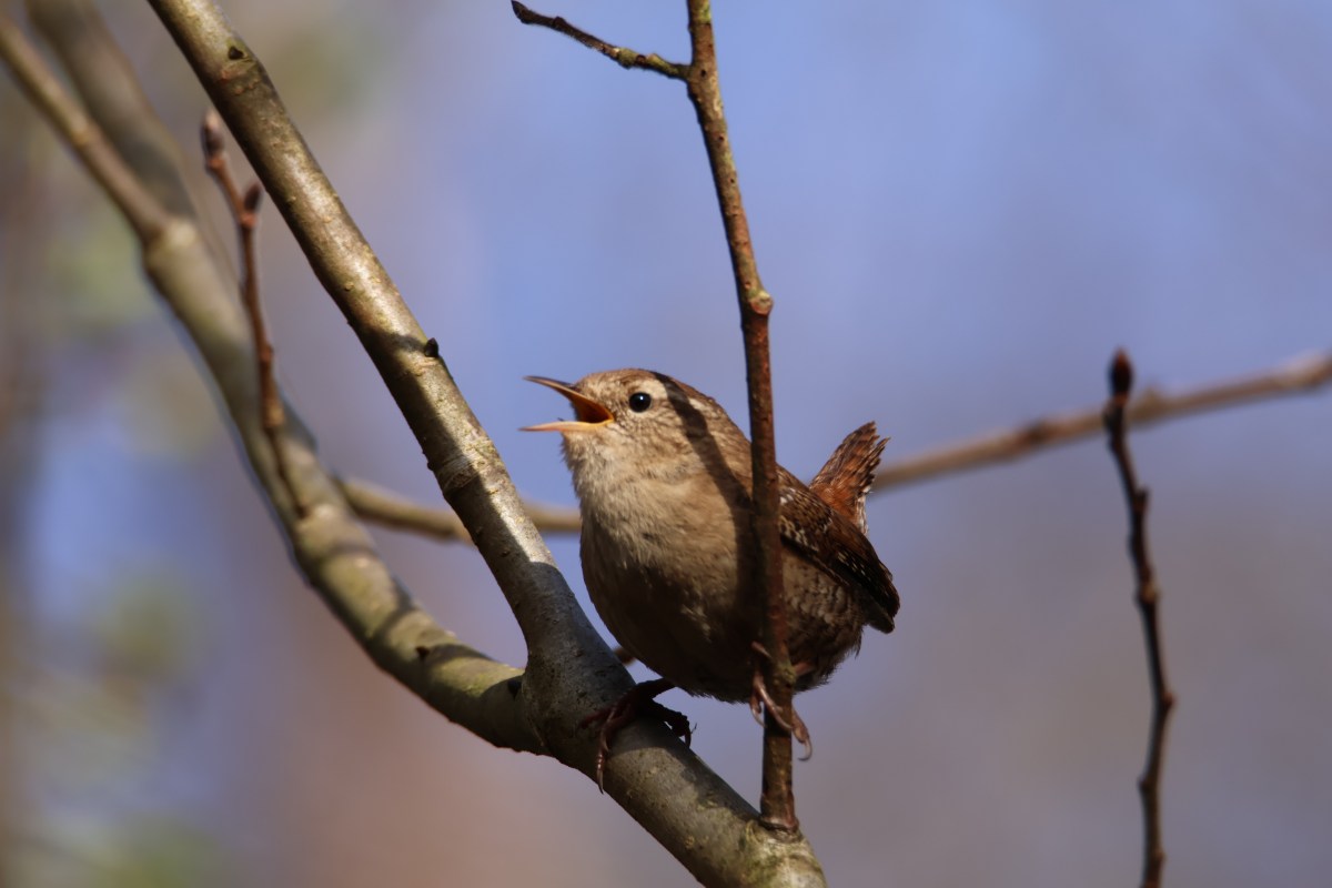 Idyllic Spring Mornings