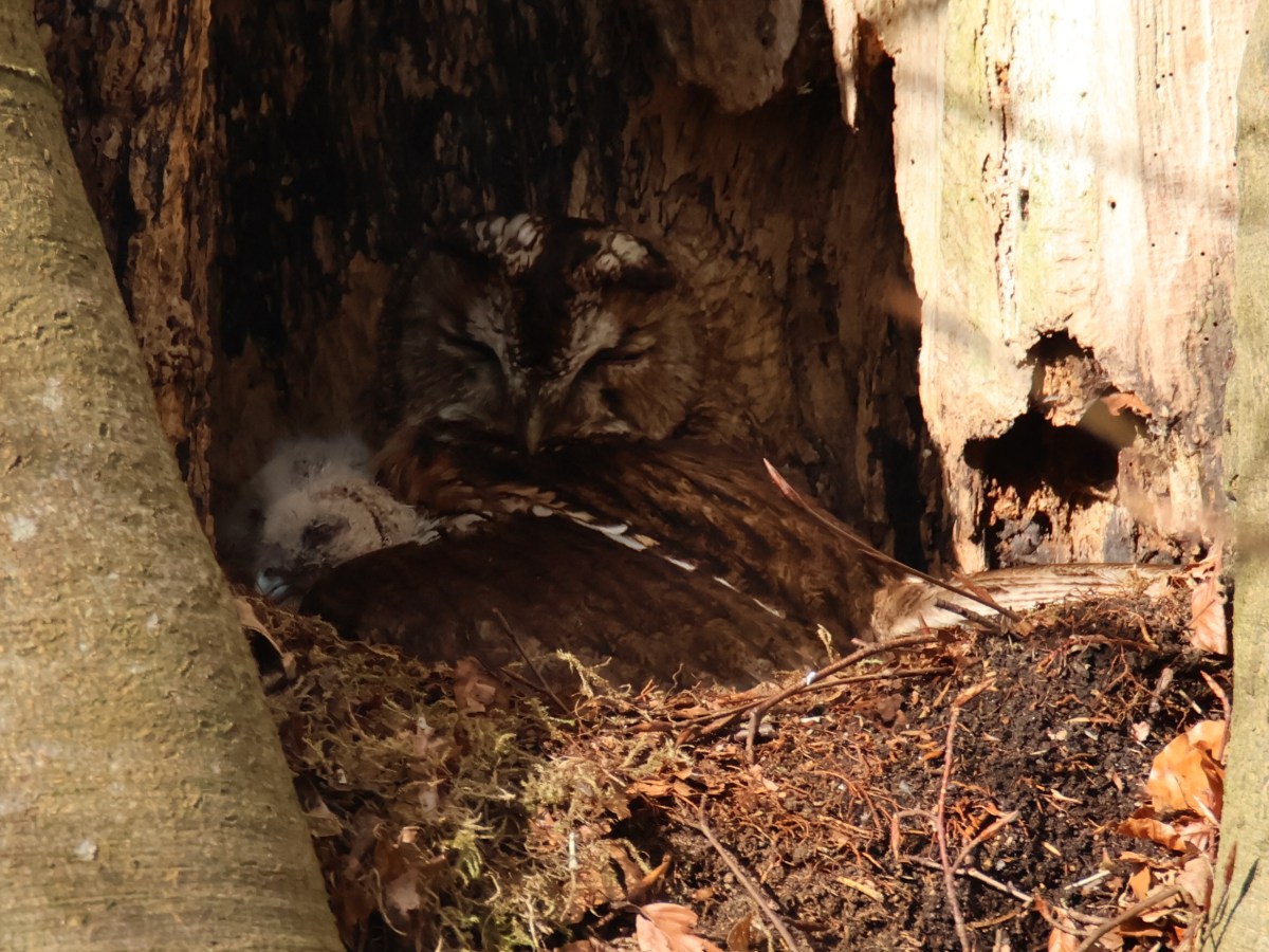Owlets in the&nbsp;Nest