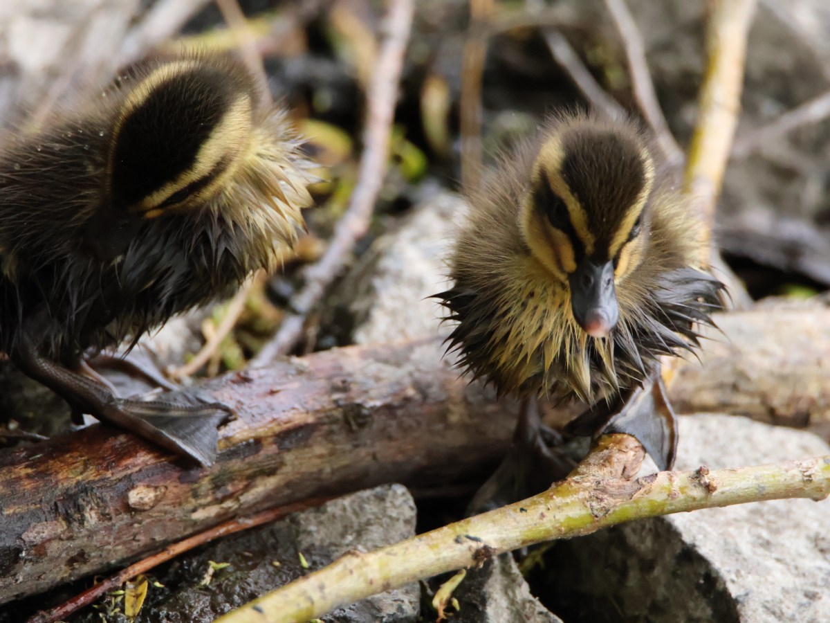 Quackers