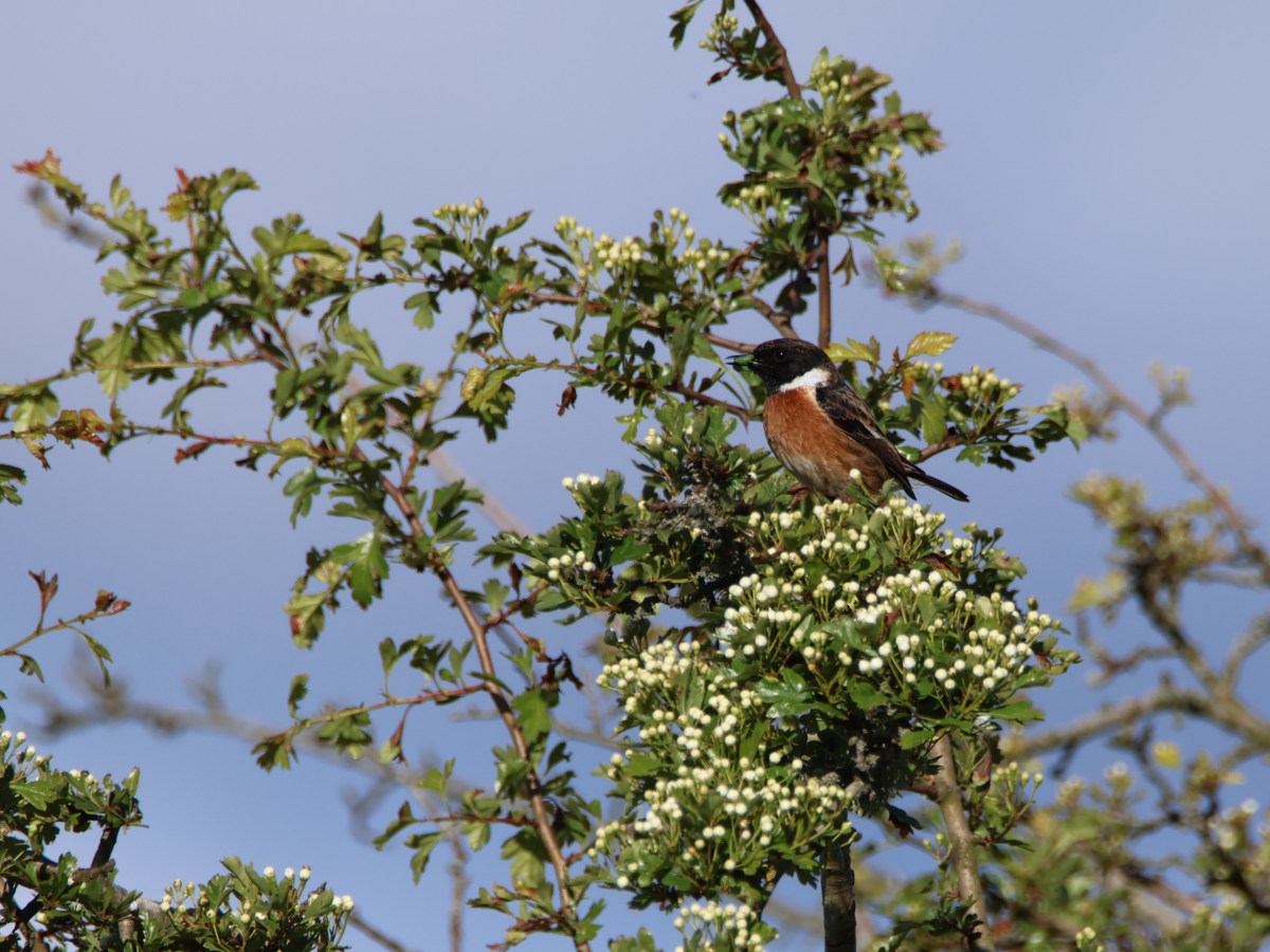 Busy Back Lane&nbsp;Birds