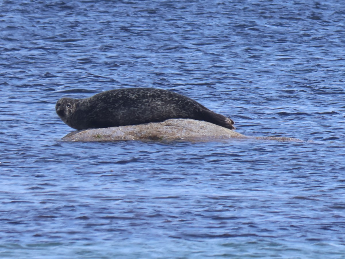 Mid May Sightings