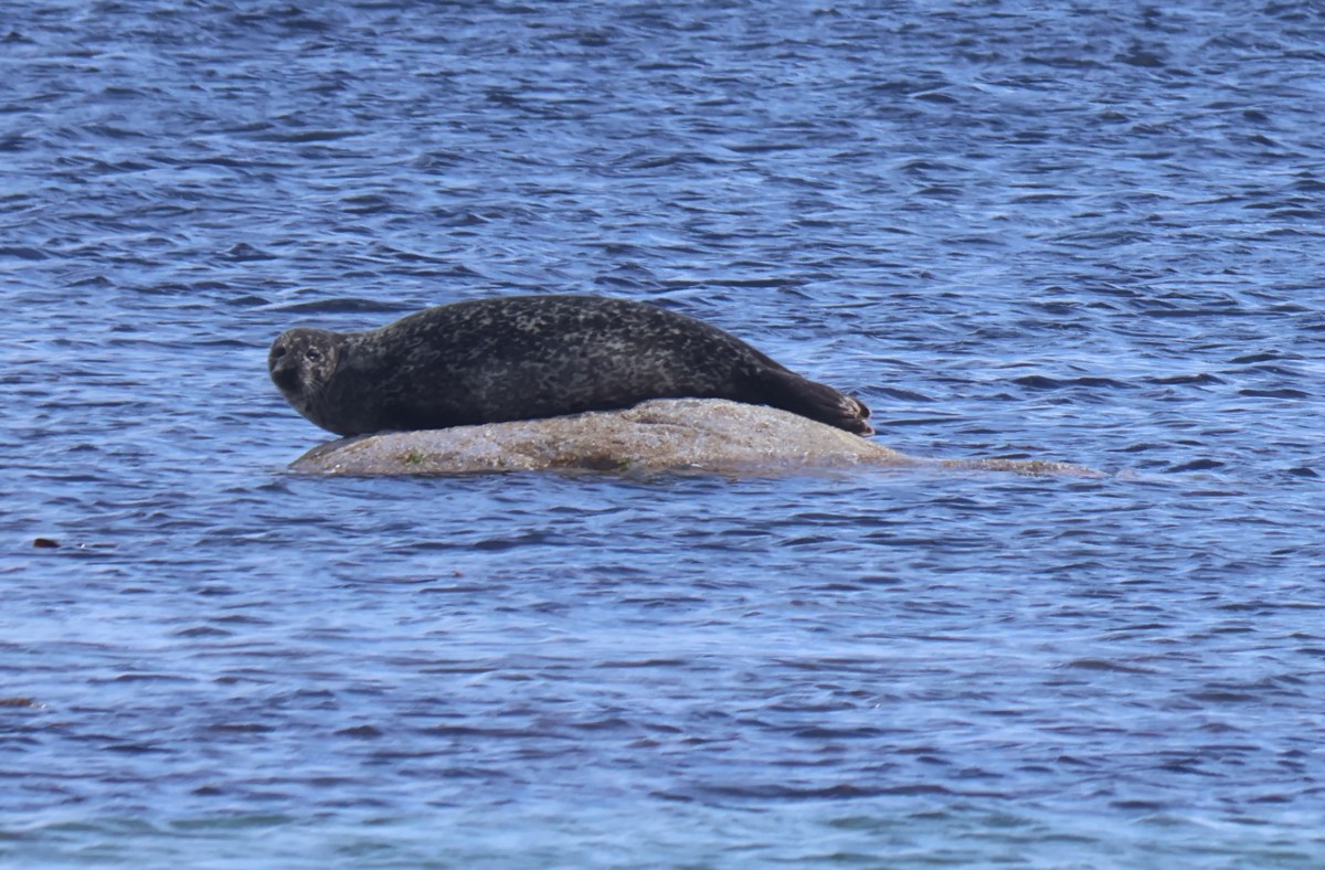Mid May Sightings