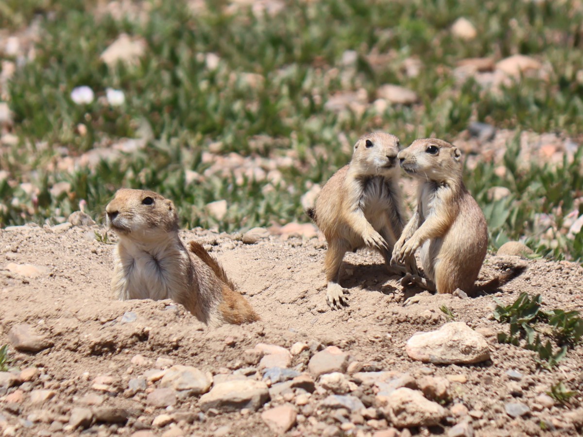 The Wild West&nbsp;-Mammals