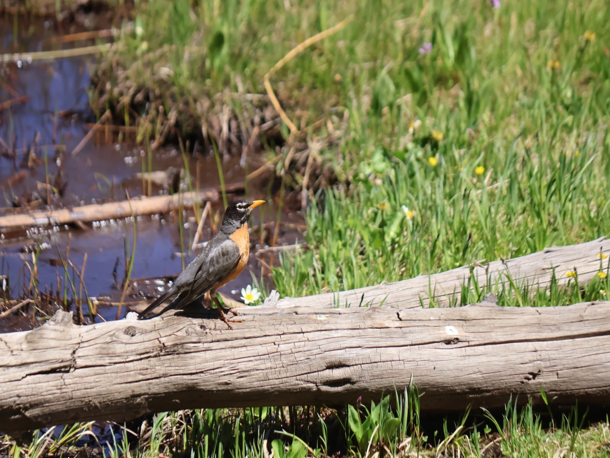 The Wild West –&nbsp;Birds