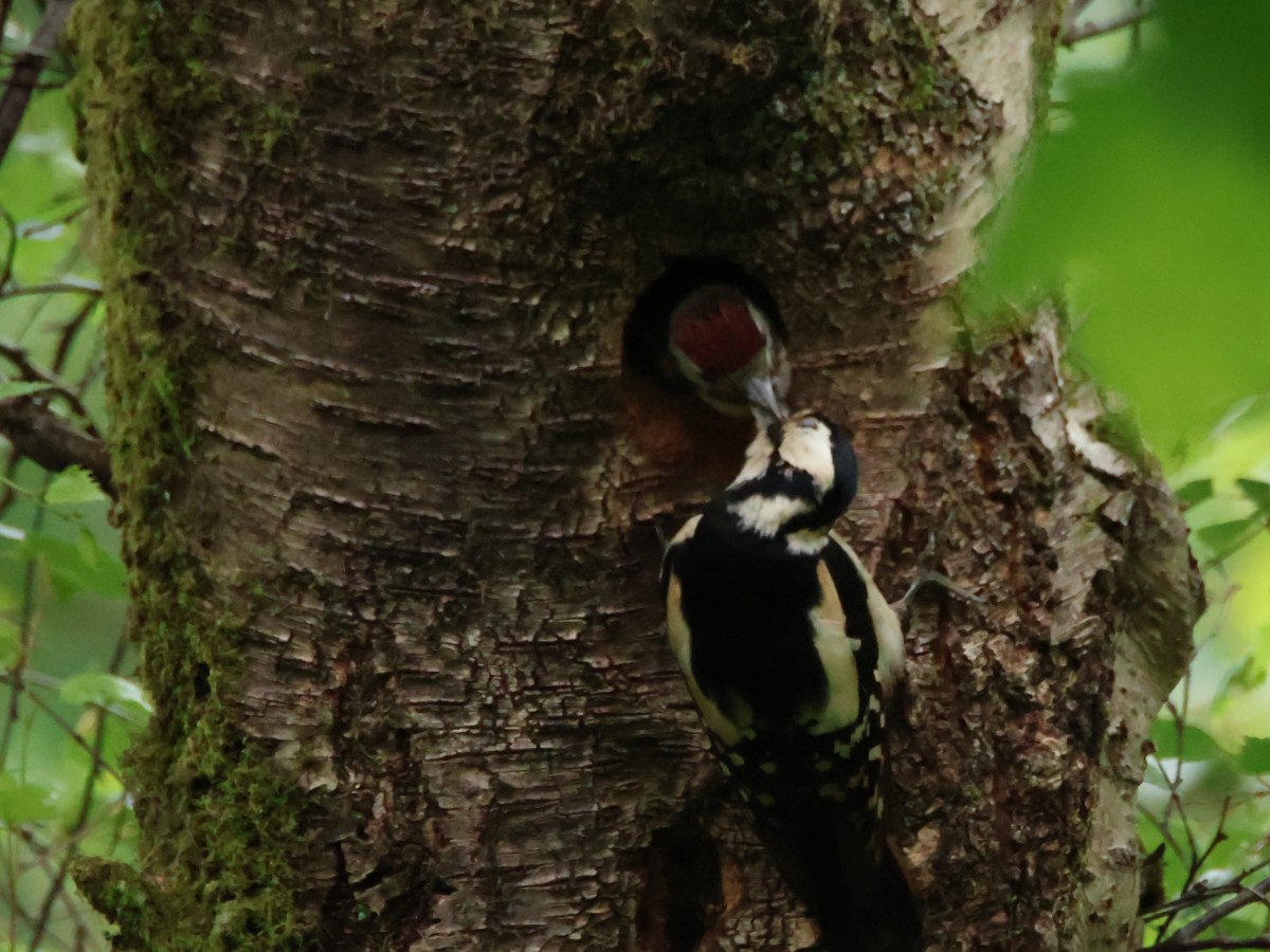Striking Woodpeckers