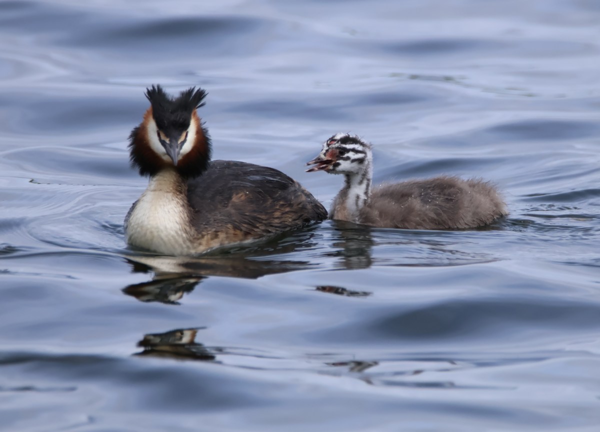 Chick Checking
