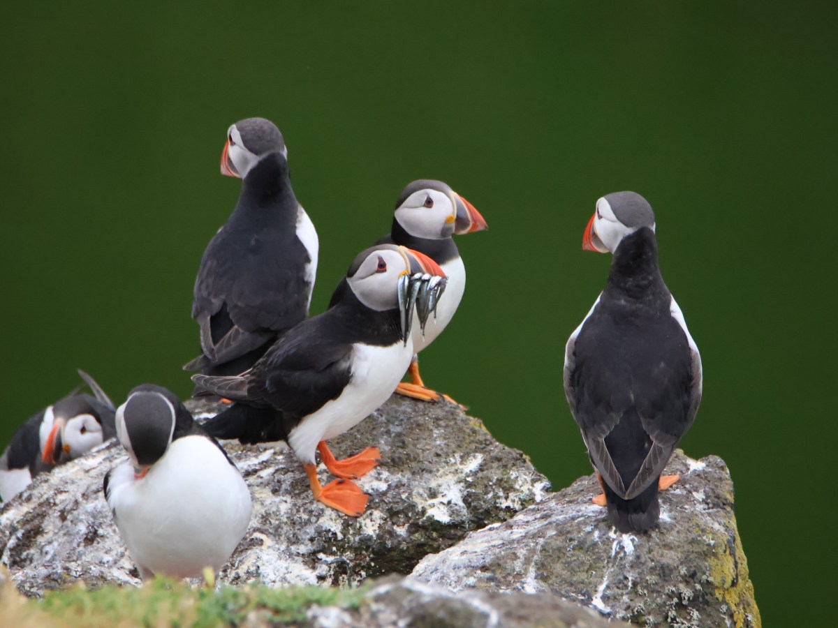 Puffin Paradise