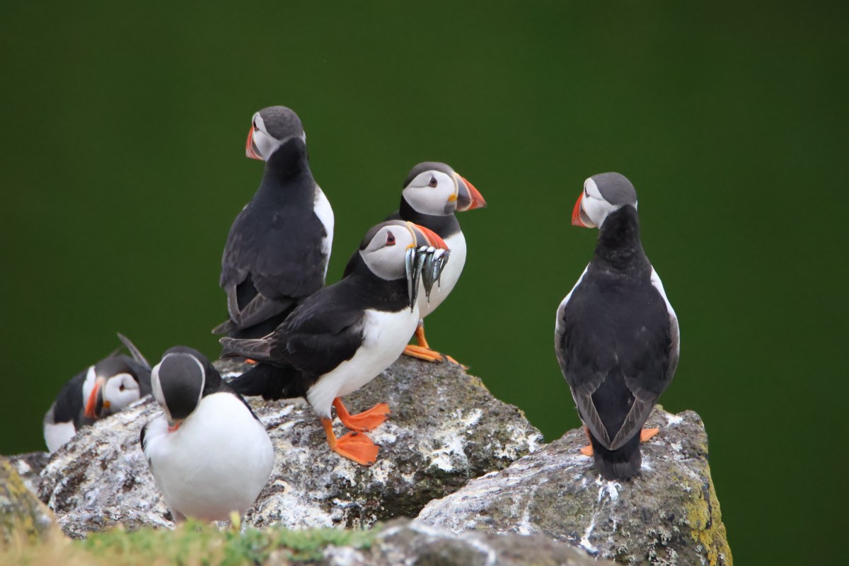Puffin Paradise