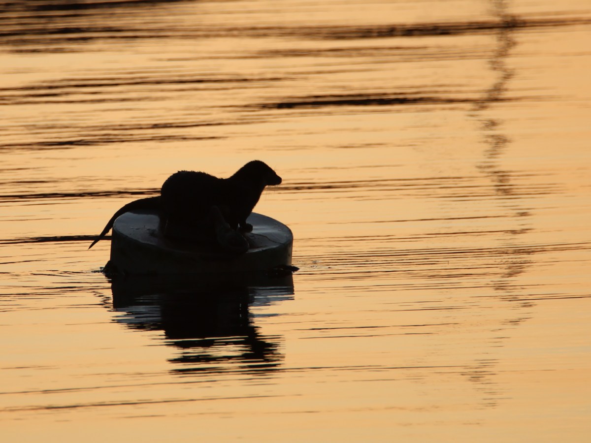 Otter in the&nbsp;Water