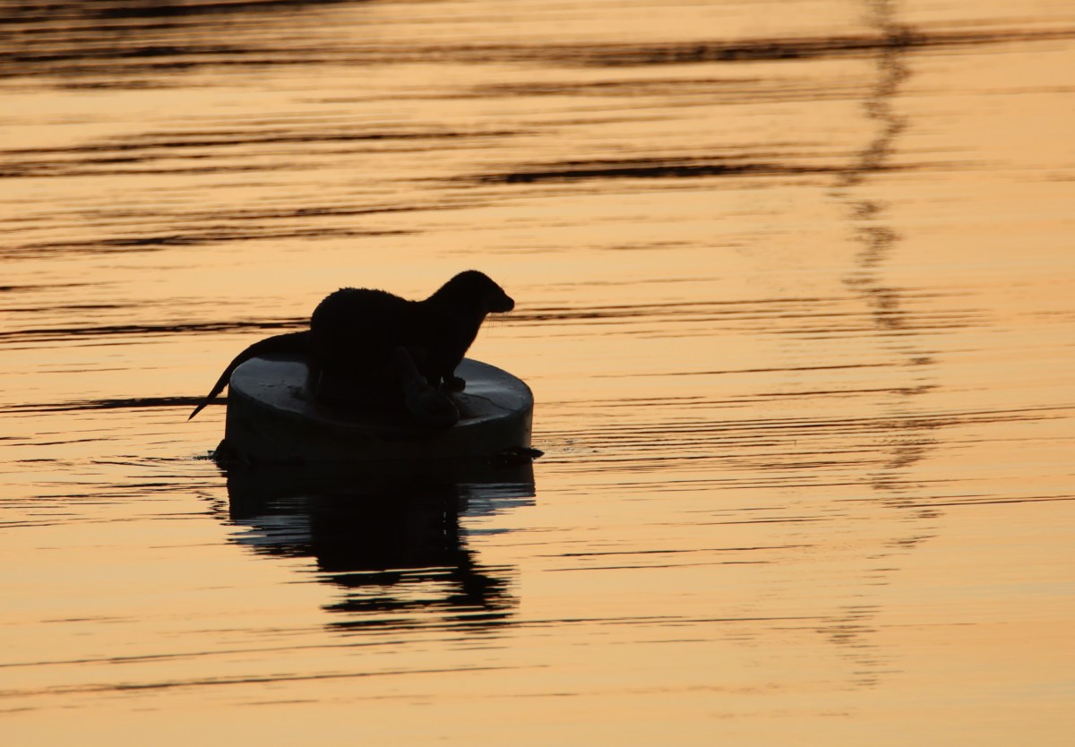 Otter in the&nbsp;Water