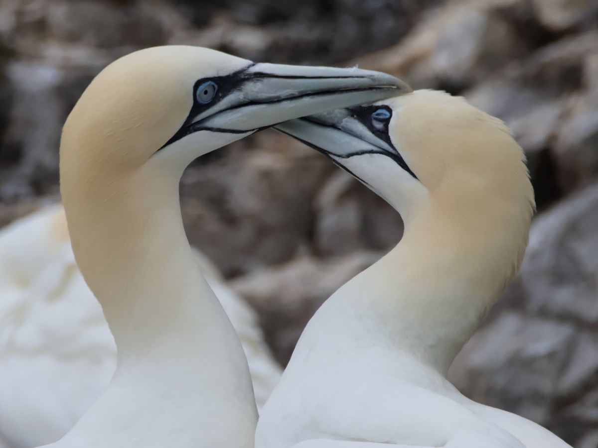 Magnificent Birds