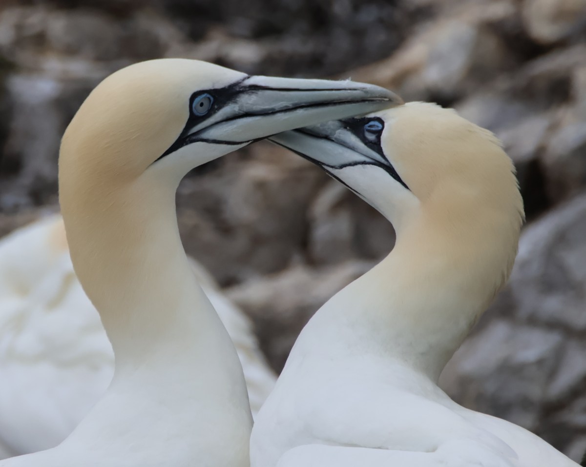 Magnificent Birds