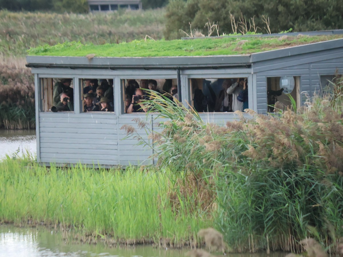 Norfolk Nature 2 – What’s the&nbsp;Crake?