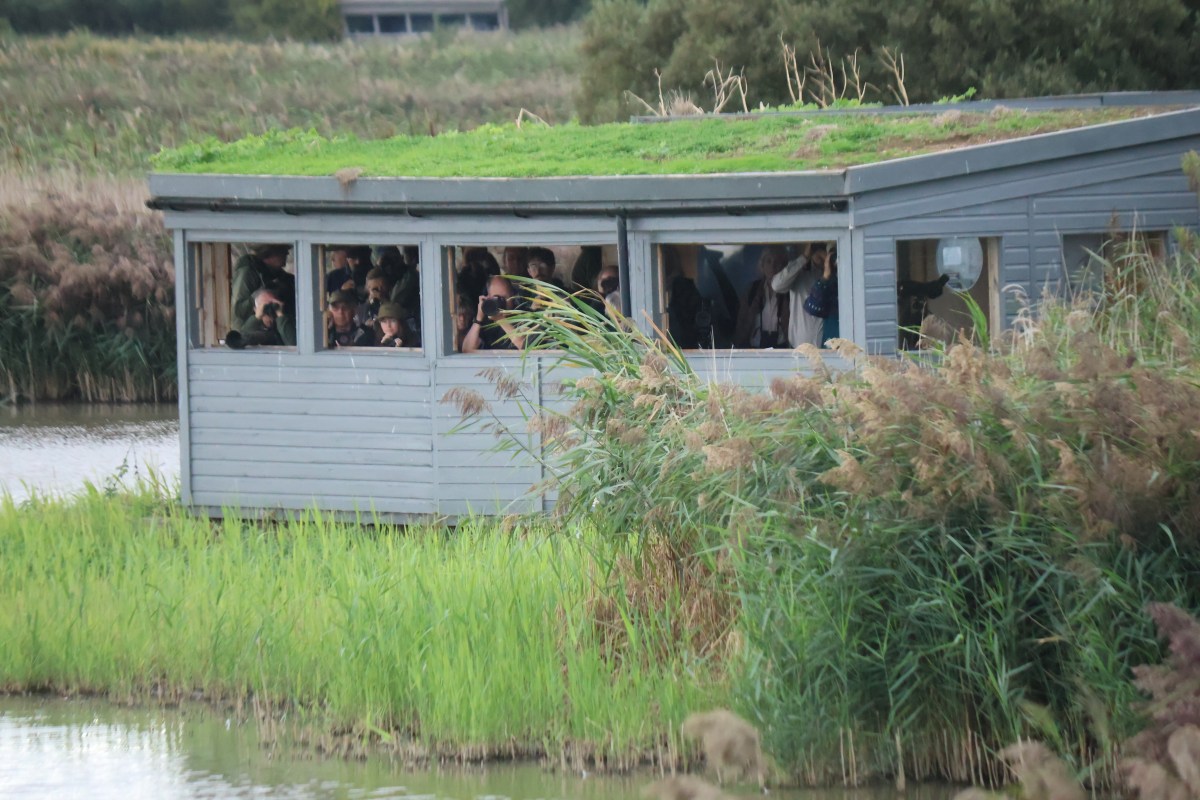 Norfolk Nature 2 – What’s the&nbsp;Crake?
