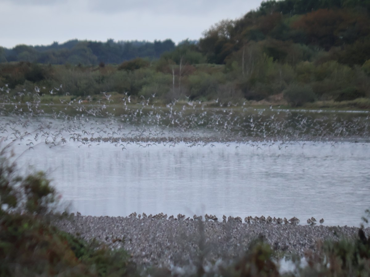 Norfolk Nature 3 – Snettisham&nbsp;Spectacular