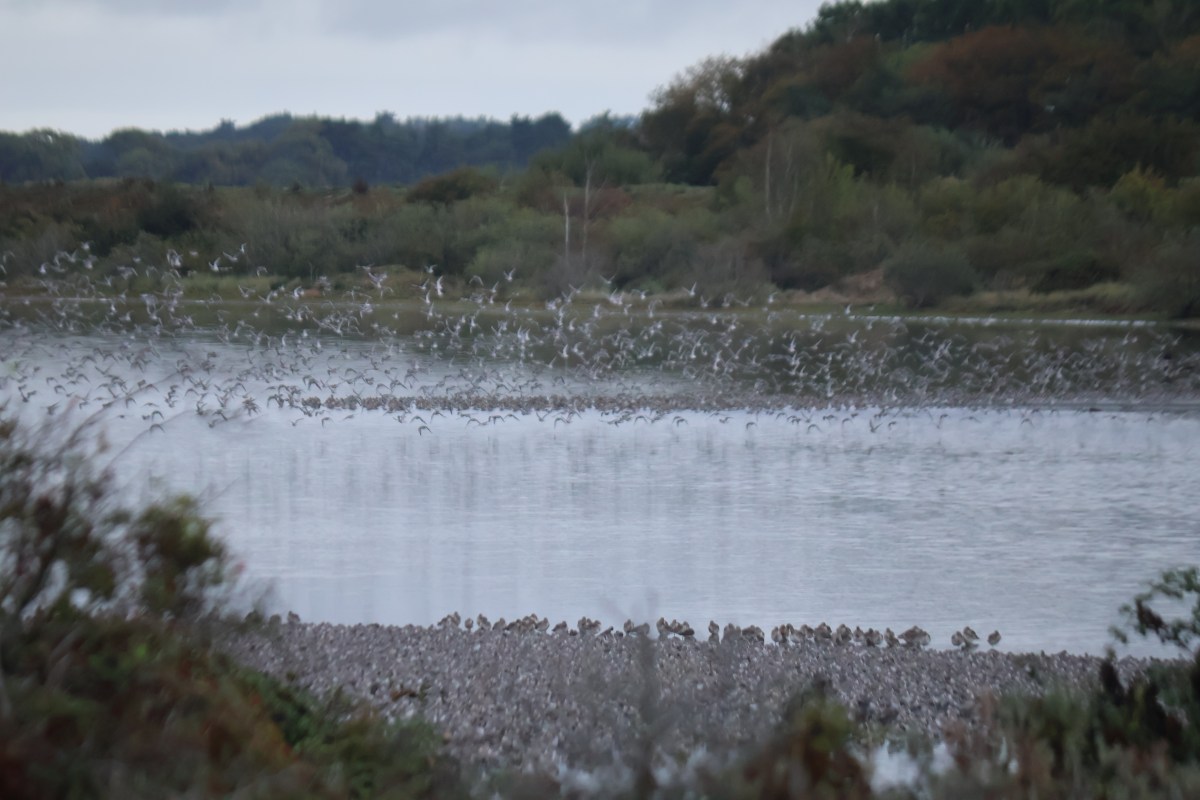 Norfolk Nature 3 – Snettisham&nbsp;Spectacular