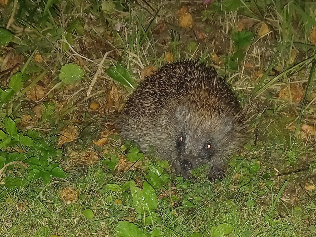 Some Surprise Encounters