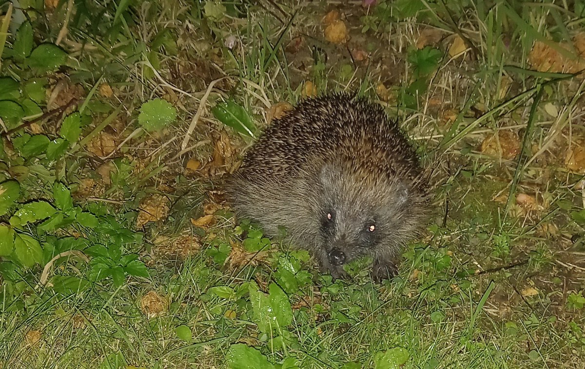 Some Surprise Encounters